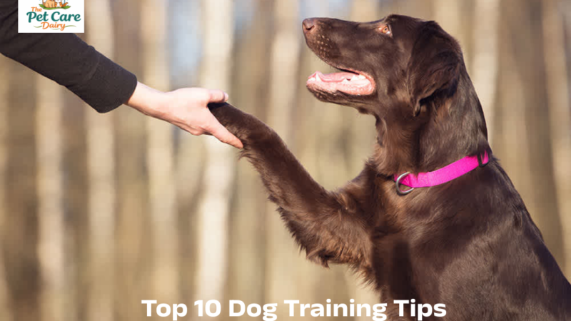 Top 10 Dog Training Tips