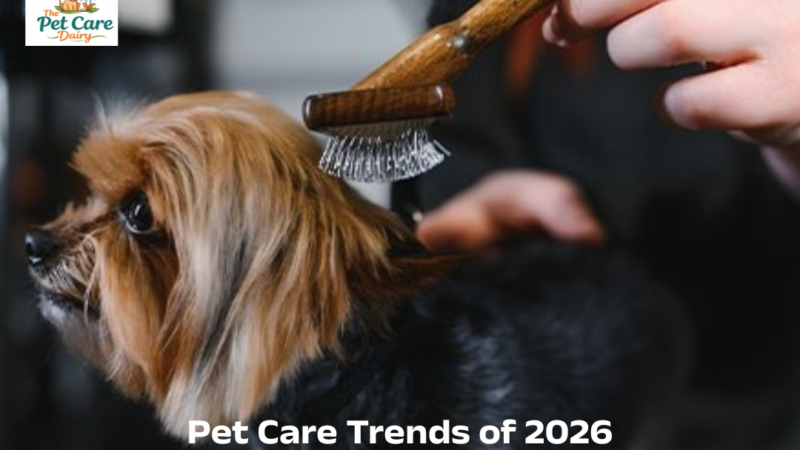Pet Care Trends of 2026: What Are They and How to Get Ahead