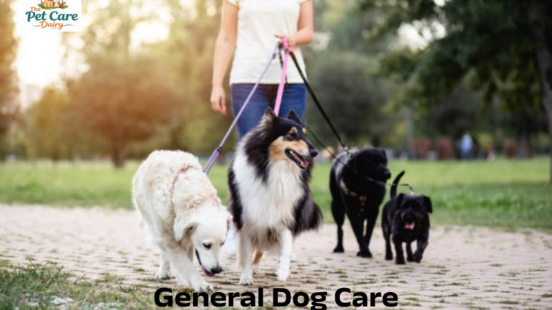 General Dog Care