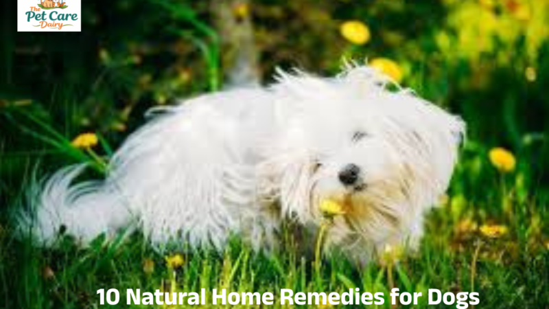 10 Natural Home Remedies for Dogs (2026 Guide)