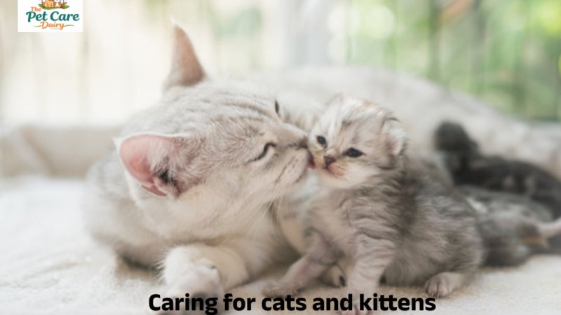 Caring for cats and kittens