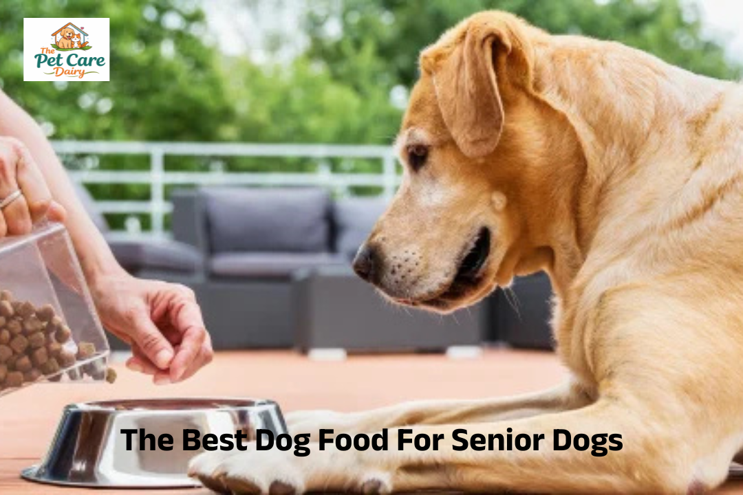 The Best Dog Food For Senior Dogs