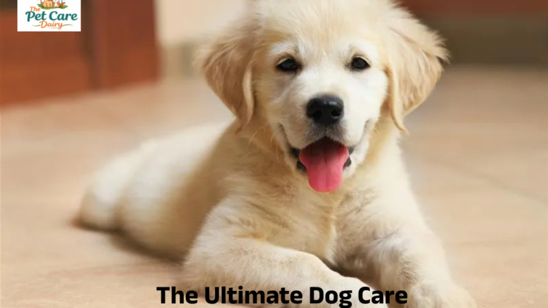 The Ultimate Dog Care Checklist: A Complete Guide for Every Pet Parent