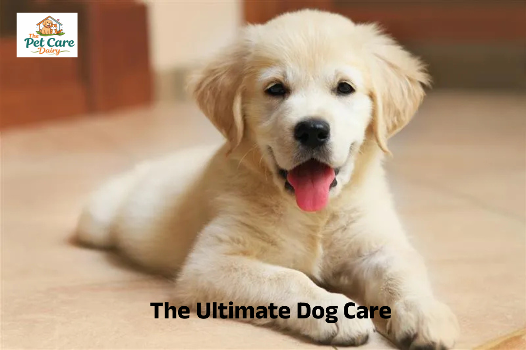 The Ultimate Dog Care