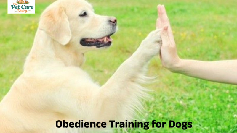Obedience Training for Dogs: Dog Training Basics for Beginners