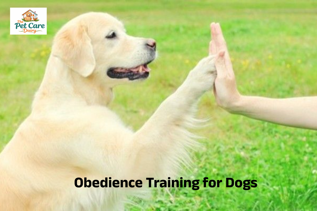 Obedience Training for Dogs