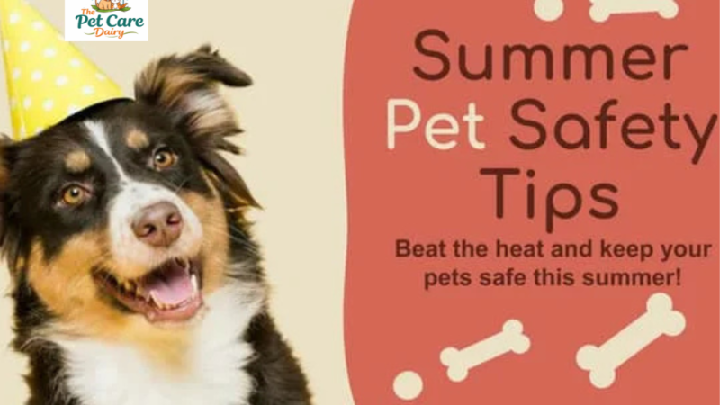 Summer Animal Safety Tips for Beating the Heat