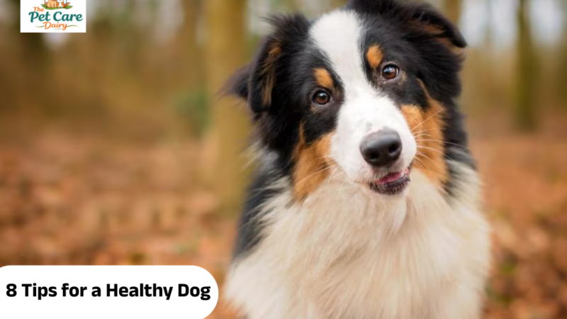 8 Tips for a Healthy Dog