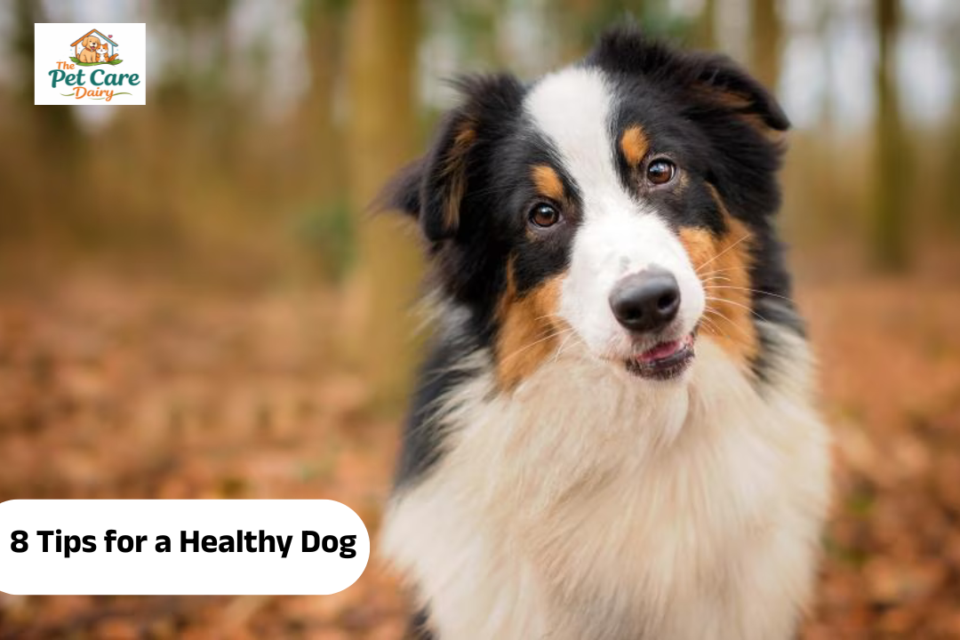 8 Tips for a Healthy Dog