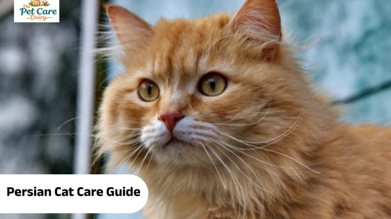 Persian Cat Care Guide: Nutrition, Grooming, and Daily Needs