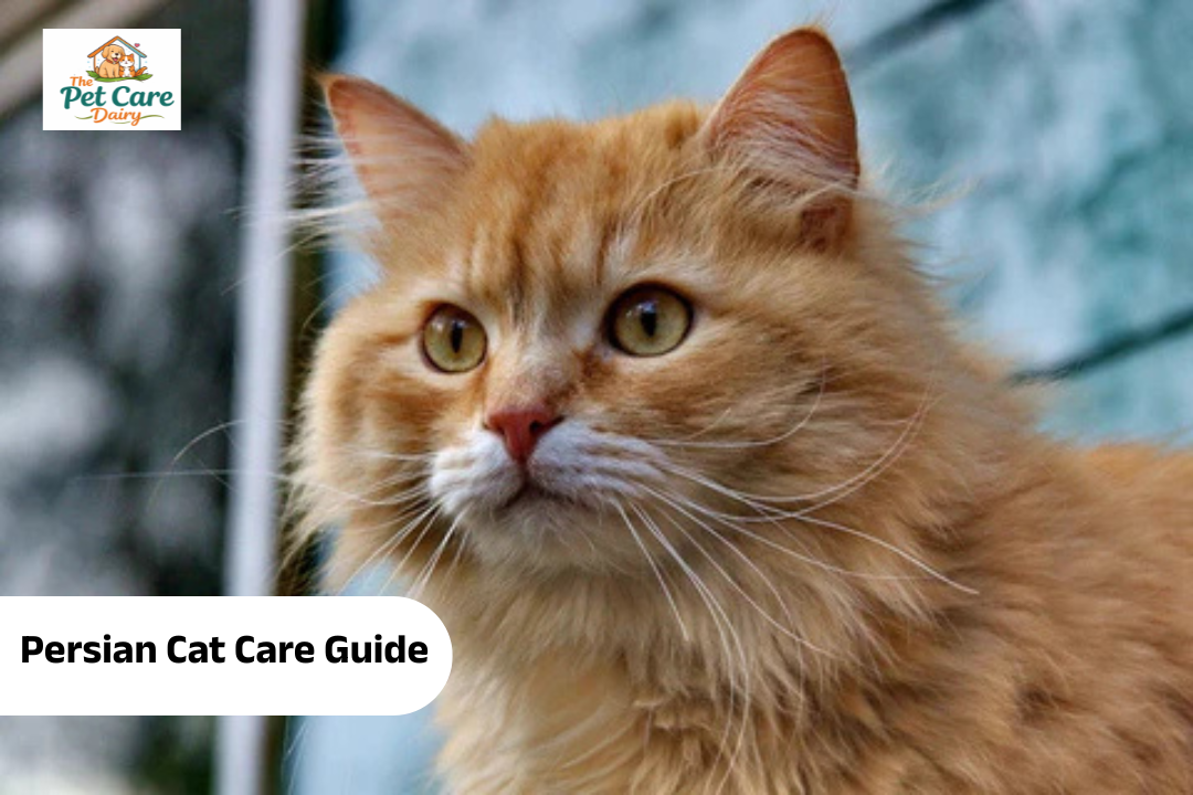 Persian Cat Care Guide
