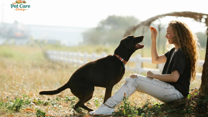 Want to adopt a new pet in 2026? Dog trainer shares 5 tips on how to help your older dog adjust to the newcomer