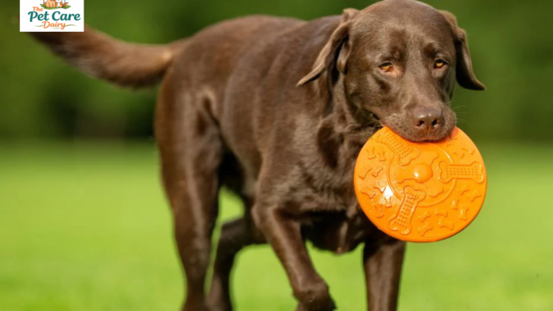 Top 10 Dog Breeds of 2026 | Most Loved, Most Adaptable