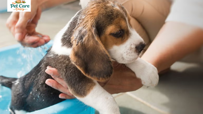 Basic obedience training for your puppy