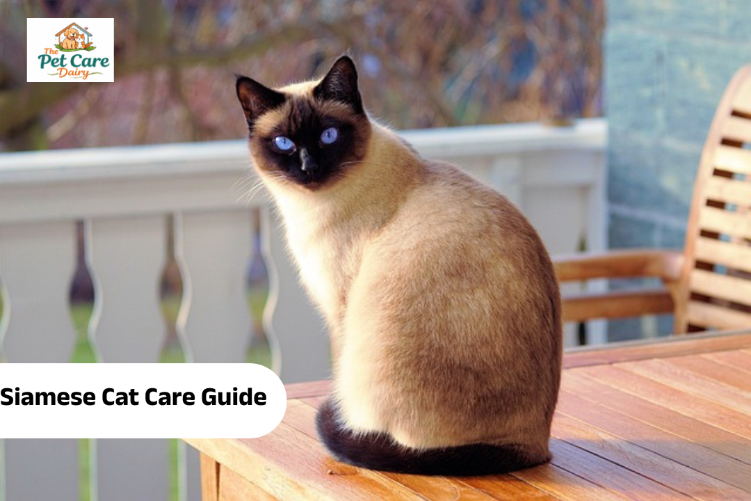 Siamese Cat Care