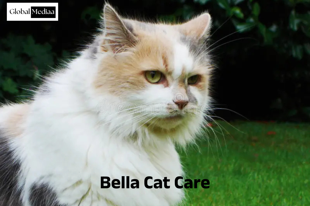 Bella Cat Care