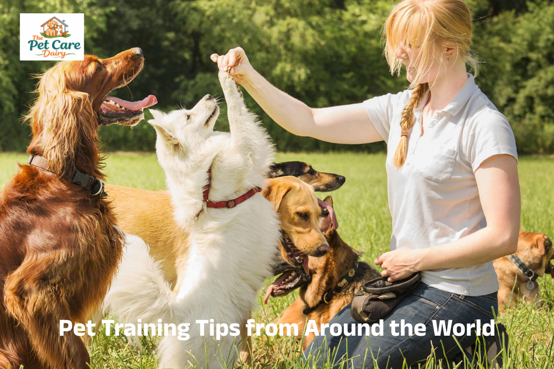 Pet Training Tips