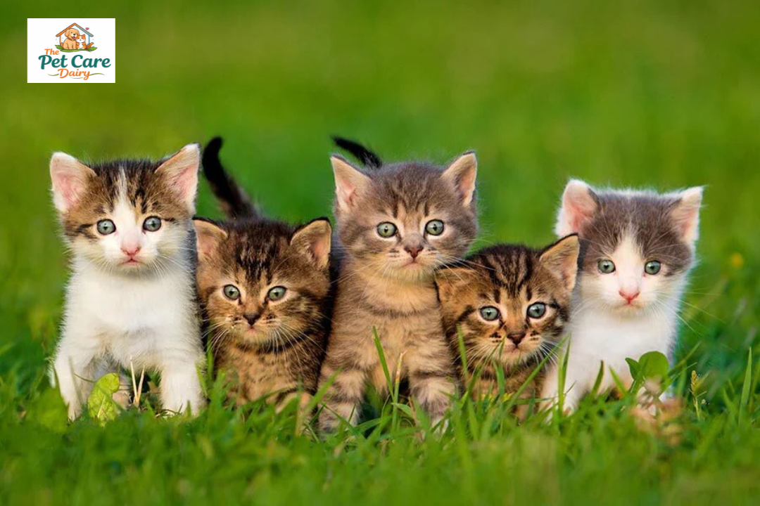 Care for Your Cat in the Indian Climate