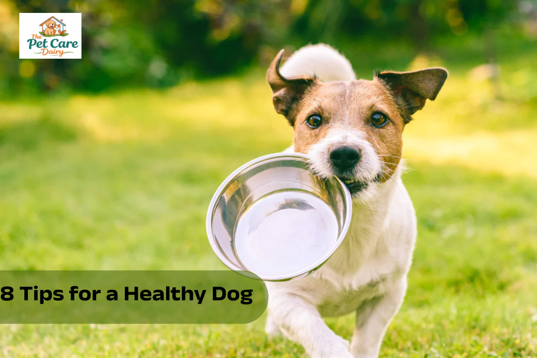 8 Tips for a Healthy Dog