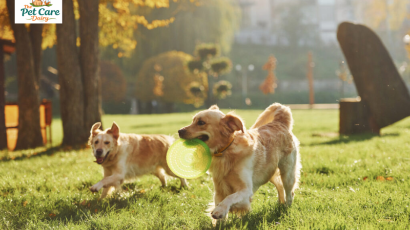 Pet-Friendly Lifestyle: How Owning a Pet Improves Your Daily Life