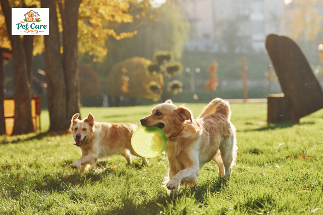 Pet-Friendly Lifestyle: How Owning a Pet Improves Your Daily Life