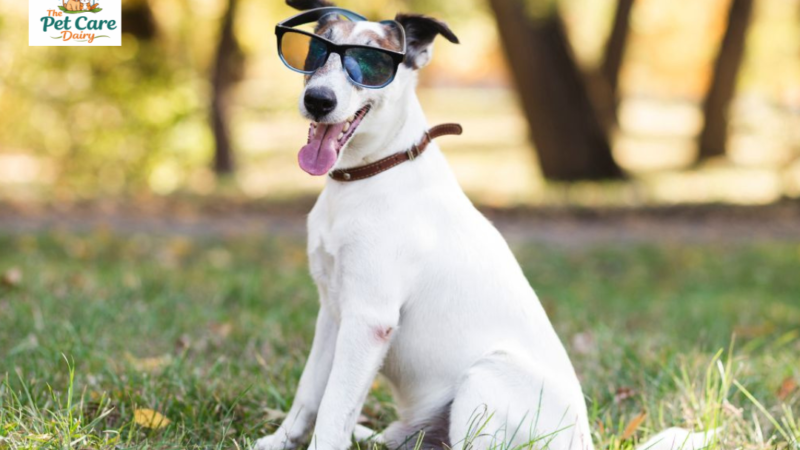 Summer survival guide for pets: Simple do’s and don’ts every pet parent must follow