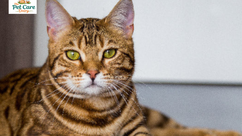Top 10 Cat Breeds of 2026 | Most Loved, Most Adaptable