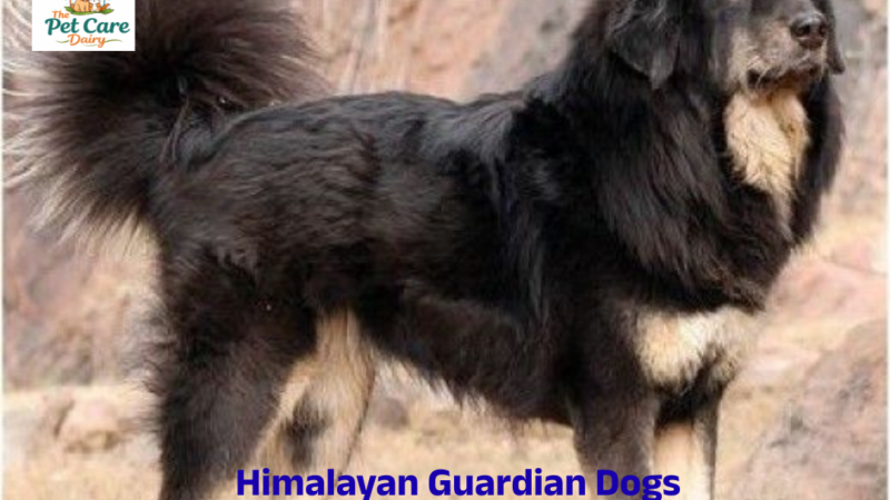 Himalayan Guardian Dogs: Unsung Sentinels of the Shepherds of the Himalayas