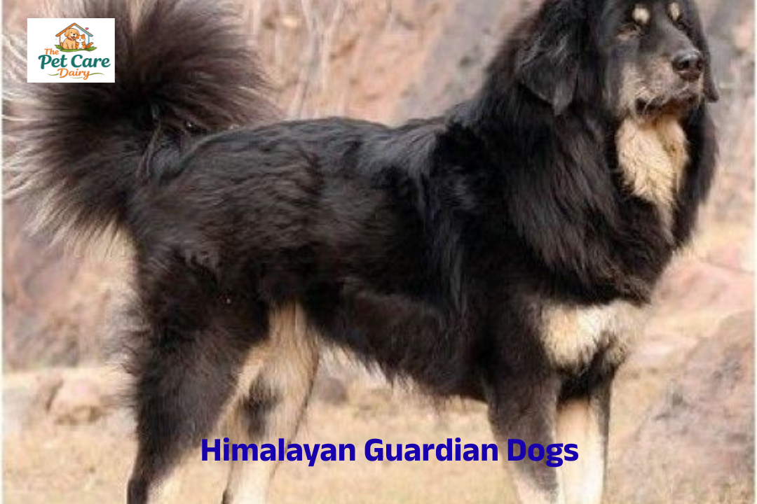 Himalayan Guardian Dogs: Unsung Sentinels of the Shepherds of the Himalayas