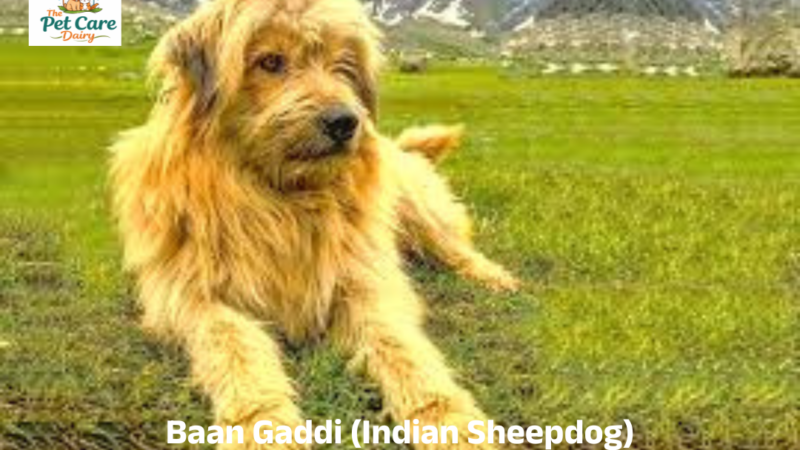 Baan Gaddi (Indian Sheepdog) Breed Information, Picture & Characteristics