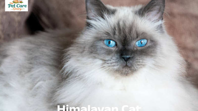 Himalayan Cat Care Guide and Personality Traits