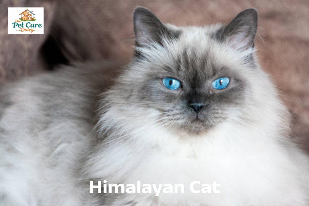 Himalayan Cat Care Guide and Personality Traits