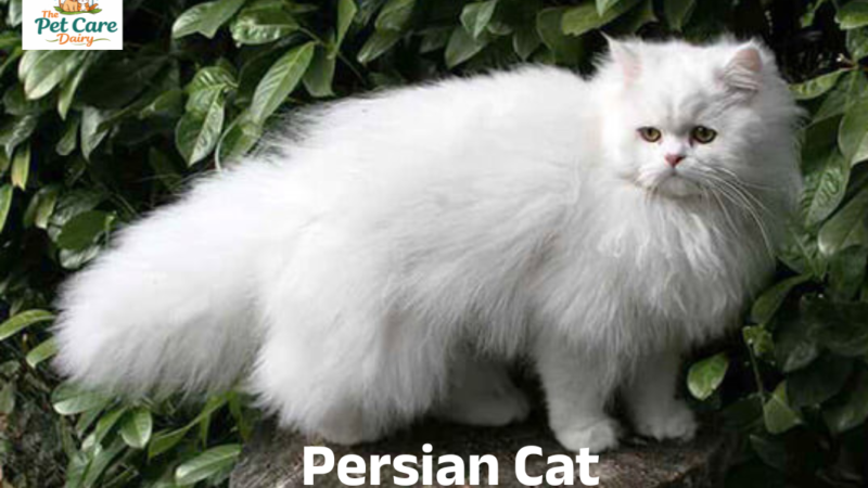 How to Take Care of Your Persian Cat in India?