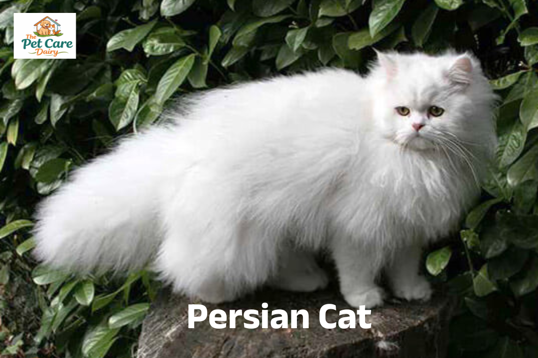 How to Take Care of Your Persian Cat in India?