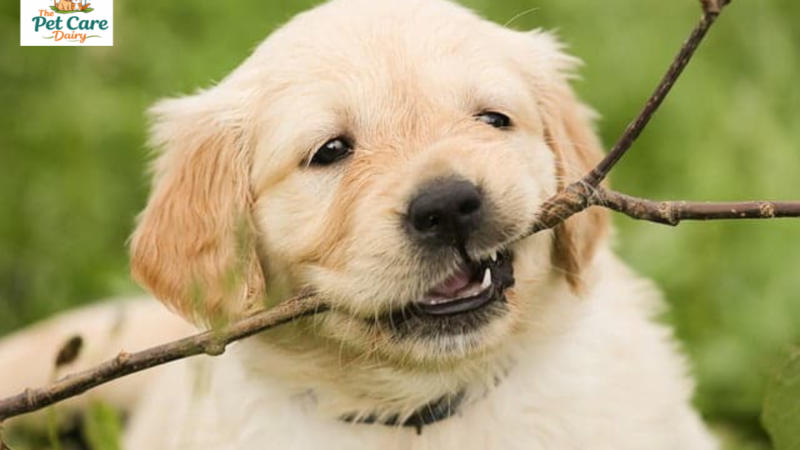 The Ultimate Puppy Teething Survival Guide