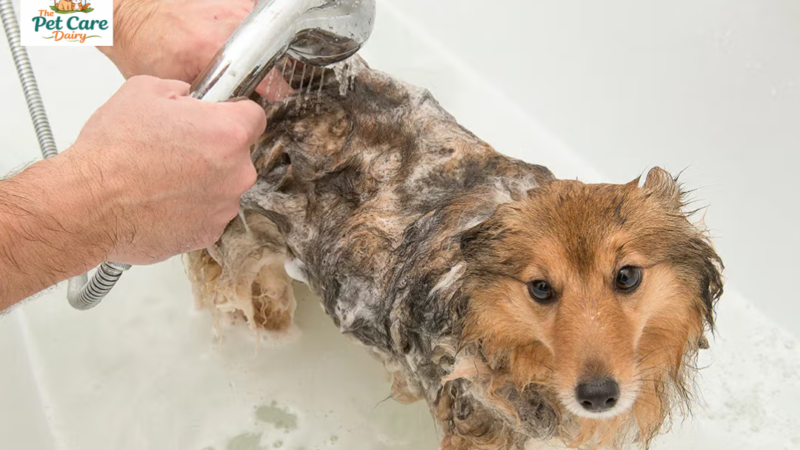 How Often Should You Bathe Your Dog