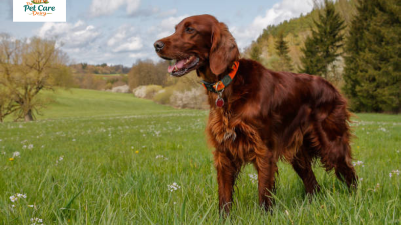 Irish Setter Growth & Weight Chart