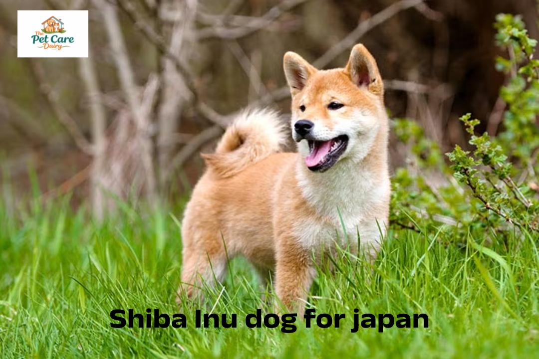 Shiba Inu: character, price, care… Everything you need to know about this dog from Japan