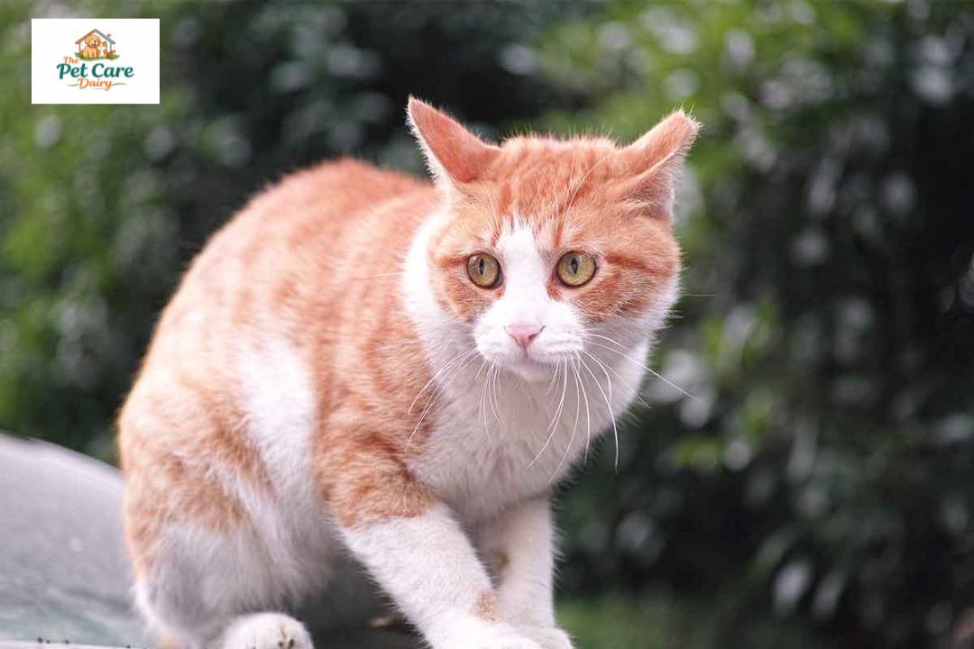 Anxiety  Cat Medications: A Guide for Easing Feline Stress