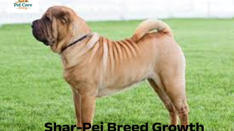 Shar-Pei Breed Growth & Weight Chart