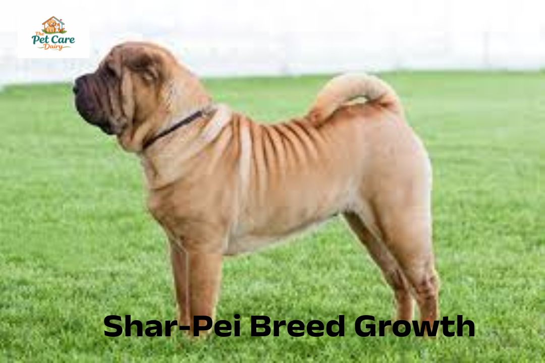 Shar-Pei Breed Growth & Weight Chart