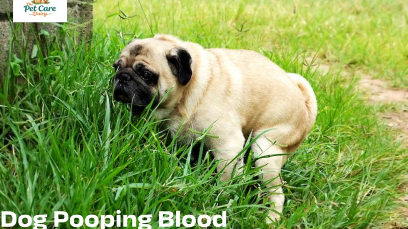 Dog Pooping Blood: Common Causes and What To Do