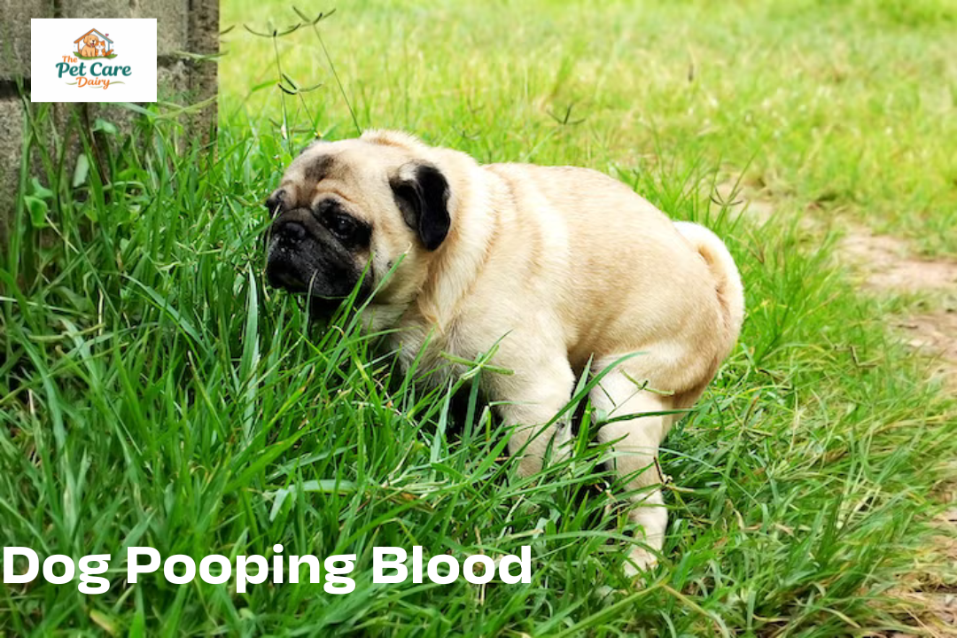 Dog Pooping Blood: Common Causes and What To Do