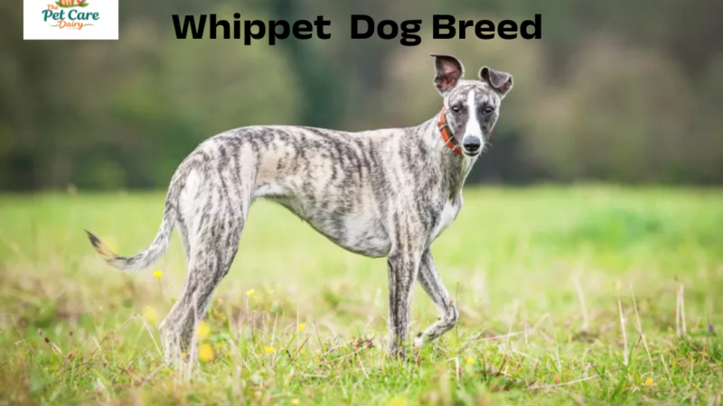 Whippet  Dog Breed Growth & Weight Chart