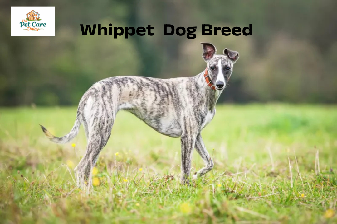 Whippet  Dog Breed Growth & Weight Chart