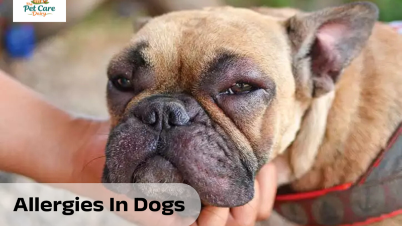 Allergies In Dogs: Causes, Symptoms, Treatments & Costs