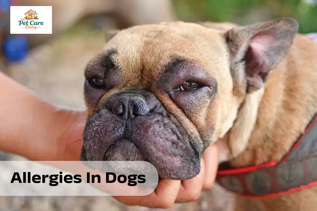 Allergies In Dogs: Causes, Symptoms, Treatments & Costs