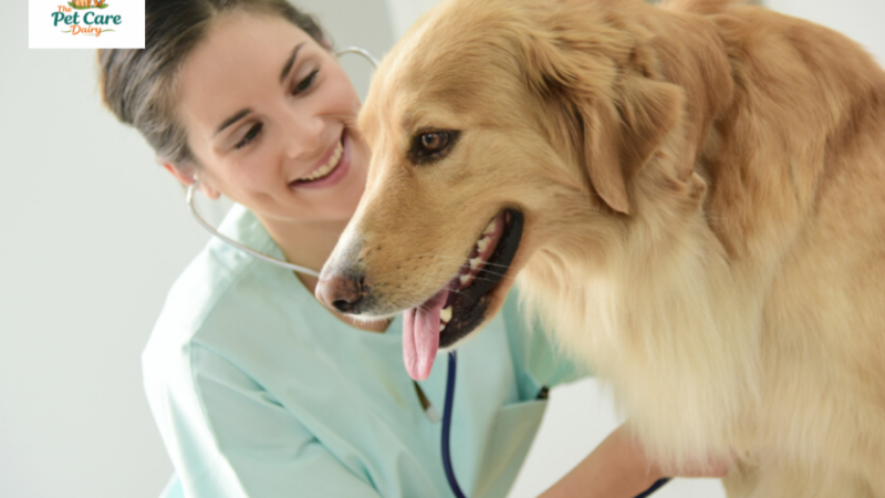 Raising a puppy in Florida for Top tips