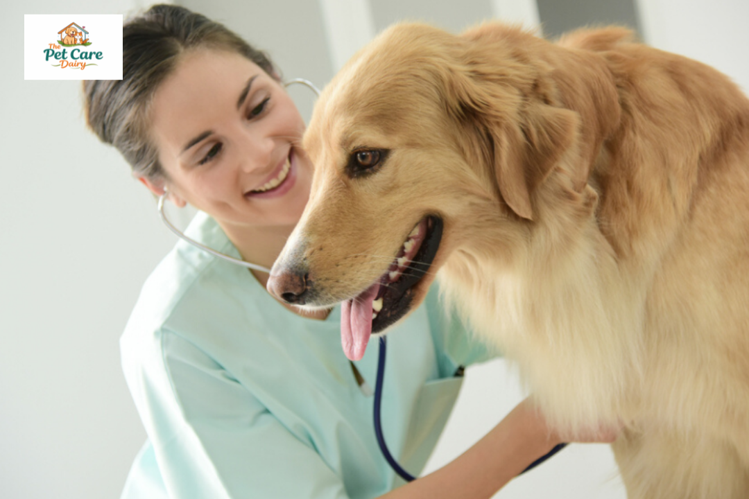 Raising a puppy in Florida for Top tips