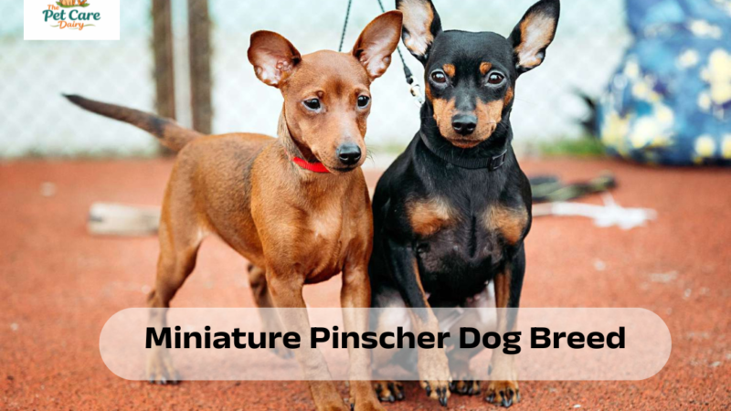 Miniature Pinscher Dog Breed Growth & Weight Chart
